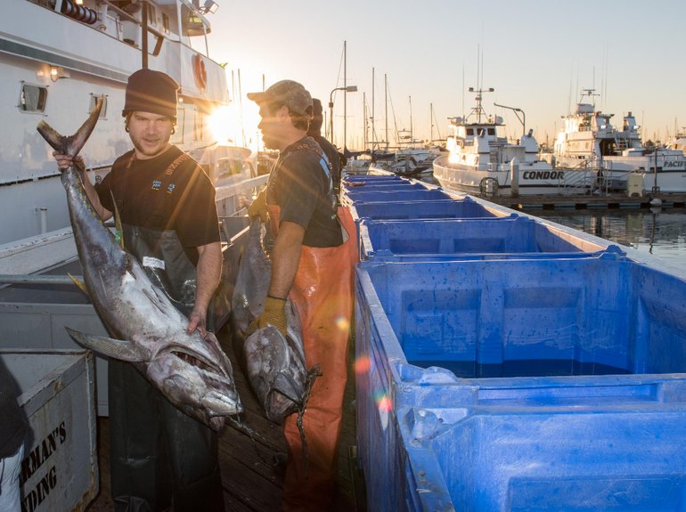 san-diego-usa-november-17-2015-fishing-boat-unloading-tuna-sunrise