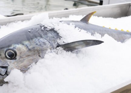 atun-hielo-mercado-768x308