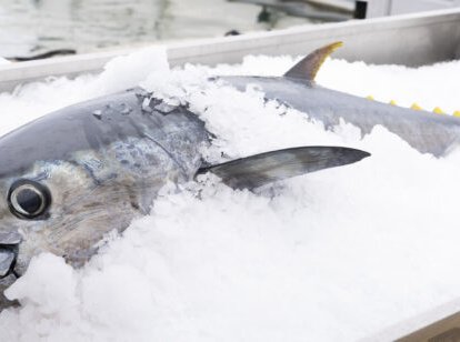 atun-hielo-mercado-768x308