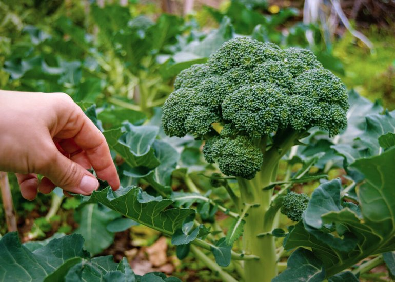 manos-ahuecando-planta-fresca-brocoli-jardin-su-casa-estilo-vida-vegetariano-verduras-super-alimentos-alimentacion-saludable-copia-espacio-1024x685