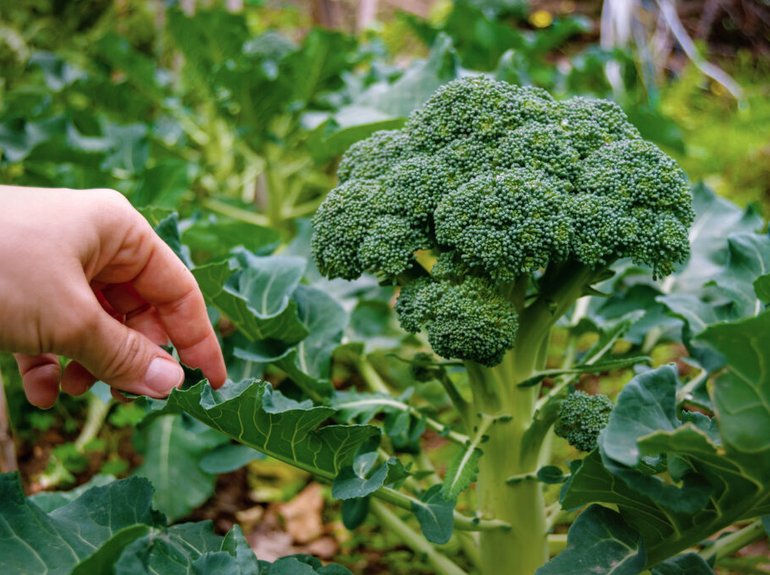 manos-ahuecando-planta-fresca-brocoli-jardin-su-casa-estilo-vida-vegetariano-verduras-super-alimentos-alimentacion-saludable-copia-espacio-1024x685