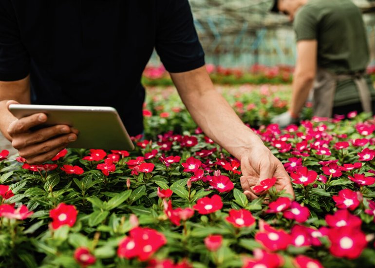 primer-plano-trabajador-irreconocible-que-usa-tableta-digital-mientras-revisa-flores-centro-jardineria-1024x683